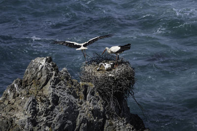 Seagulls perching on rock in sea