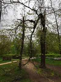 Trees in forest