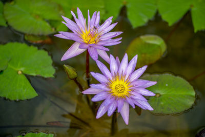 Close-up of purple water lily in pond