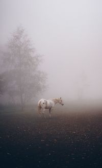 View of a horse on field