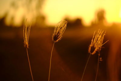 Close-up of wilted plant against sky at sunset
