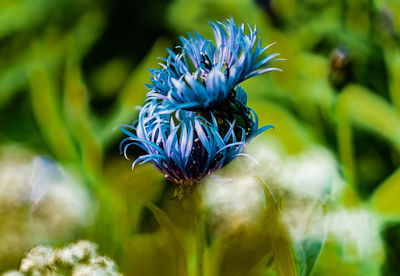 Close-up of purple blue flower