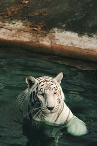 The white tiger in the zoo is waiting for the staff to feed.