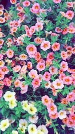 Full frame of pink flowers