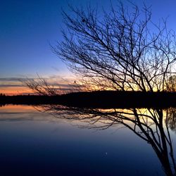 Reflection of bare trees in calm lake