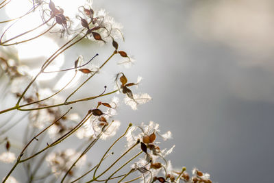 Close-up of flower tree against sky