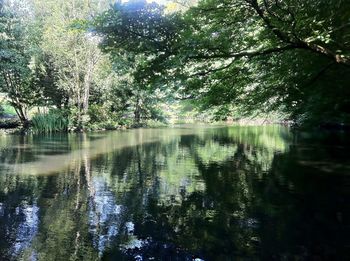 Reflection of trees in water