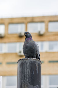 Close-up of bird perching on wooden post