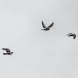 Bird flying in the sky