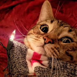 Close-up portrait of a cat