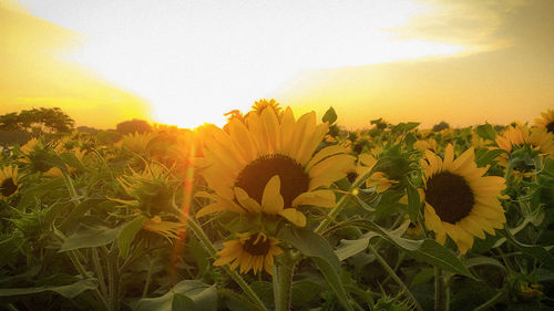 Close-up of yellow flowering plants on field against sky during sunset