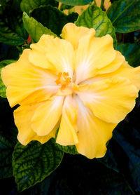 Close-up of yellow flower blooming outdoors
