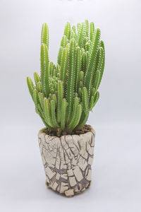 Close-up of cactus plant against white background