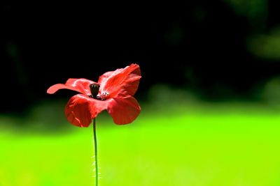 Close-up of red flower blooming outdoors