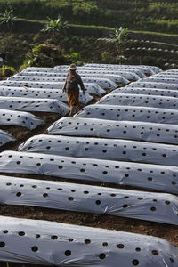 Vegetable plantation on the slopes of mount sumbing, central java 