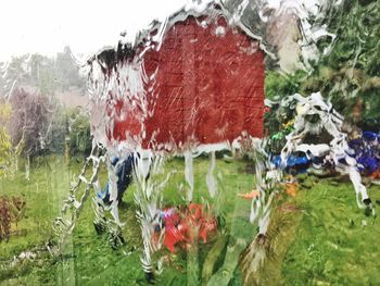 Close-up of wet red grass