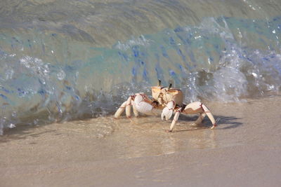 High angle view of horse running on beach