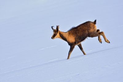 Side view of giraffe running on snow covered land