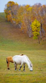 Horses grazing in a field