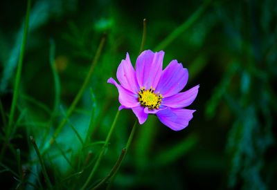 Close-up of purple flowering plant