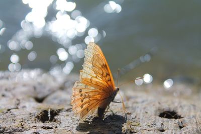 Close-up of butterfly on leaf