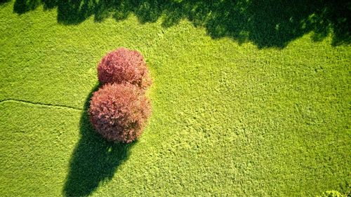 High angle view of shadow on field