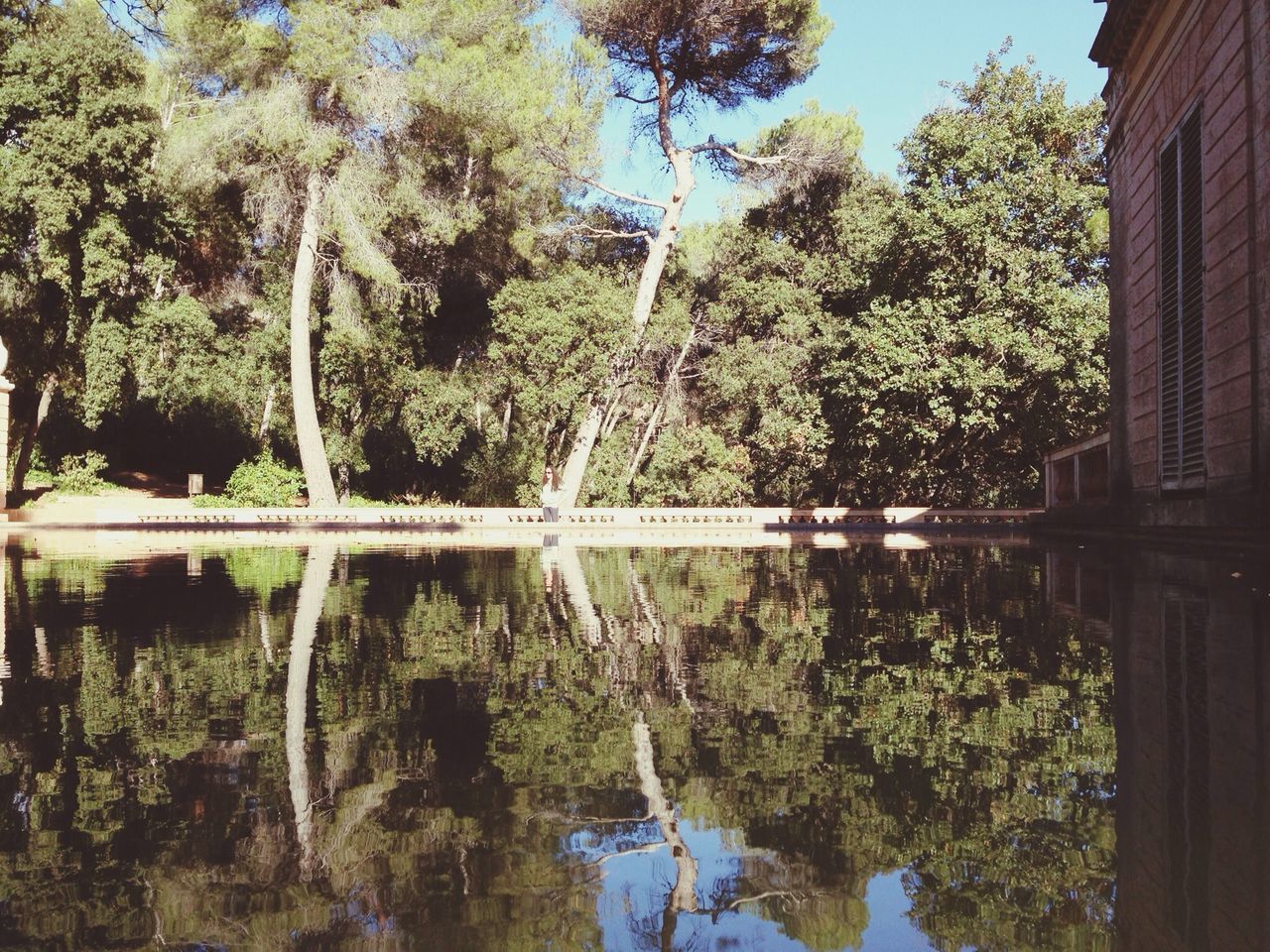 tree, water, growth, reflection, nature, tranquility, beauty in nature, green color, plant, branch, tranquil scene, scenics, lake, tree trunk, sunlight, pond, palm tree, day, waterfront, built structure