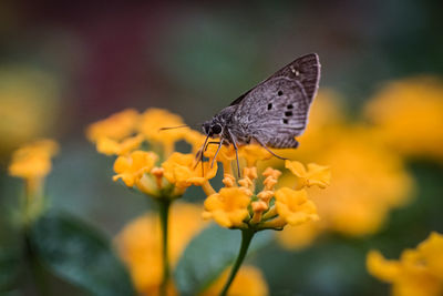 Close-up of butterfly pollinating on yellow flower