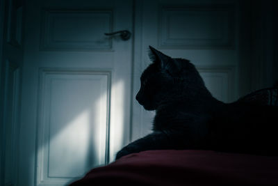 A portrait of beautiful adult russian blue cat. indoors cat in the room.