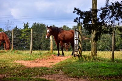 Horse standing in ranch against sky