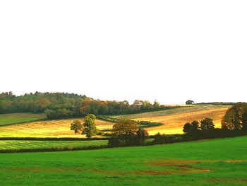 Scenic view of agricultural field against clear sky