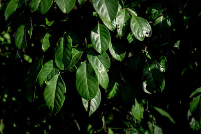 Close-up of fresh green leaves