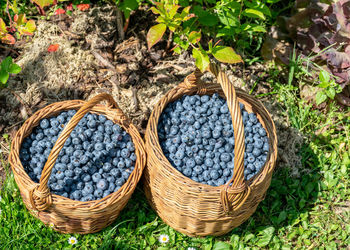 High angle view of fruits in basket