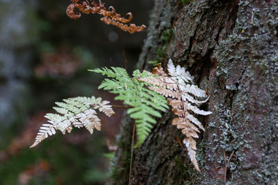 Close-up of lizard on tree trunk