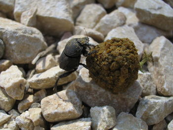 Close-up of insect on rock