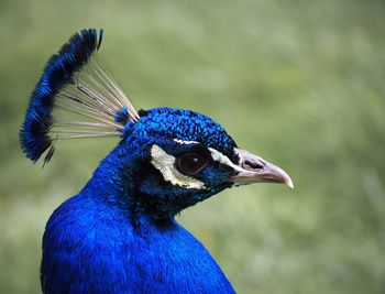 Close-up of peacock