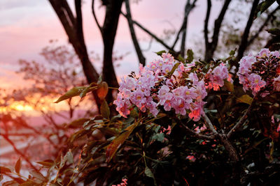 Close-up of pink flowers on tree