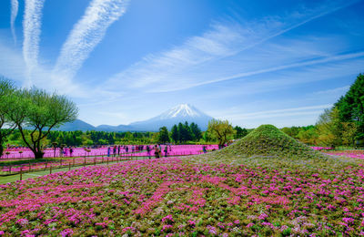 Scenic view of flowering plants on field against sky