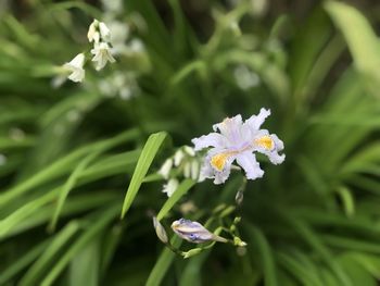 Close-up of white flowering plant