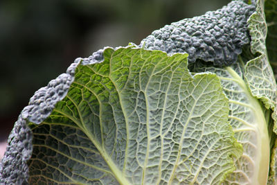 Close-up of leaf on plant