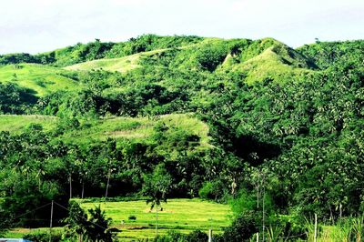 Scenic view of trees on field against sky