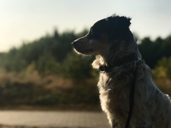 Close-up of dog looking away on field against sky