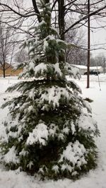 Snow covered trees on field
