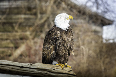 Bald eagle sitting on the wooden construction in the rural area