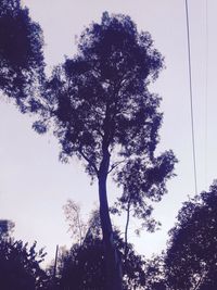 Low angle view of trees against sky