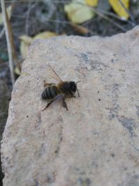 High angle view of bee on rock