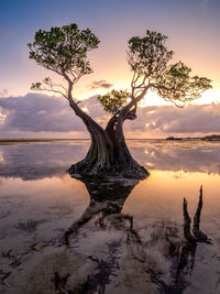 Dancing tree ii sumba - indonesia