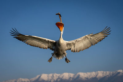 Low angle view of bird flying against sky