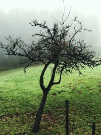 Tree on field against sky