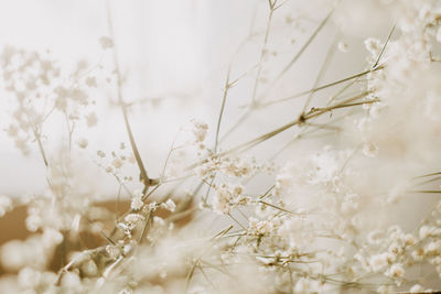 Close-up of snow on plant